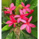 Plumeria rubra 'Pink jello'- Frangipanier