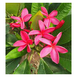 Plumeria rubra 'Pink jello'- Frangipanier