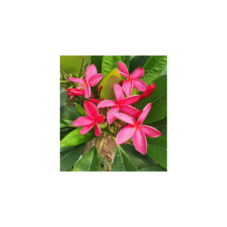 Plumeria rubra 'Pink jello'- Frangipanier