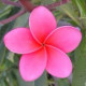 Plumeria rubra 'Muang bandjapan'- Frangipanier