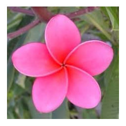 Plumeria rubra 'Muang bandjapan'- Frangipanier