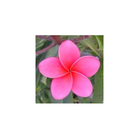 Plumeria rubra 'Muang bandjapan'- Frangipanier