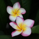 Plumeria rubra 'Tabtim siam' - Frangipanier