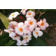 Plumeria rubra 'Venice'- Frangipanier