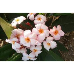 Plumeria rubra 'Venice'- Frangipanier