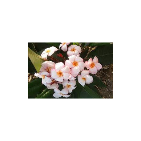 Plumeria rubra 'Venice'- Frangipanier