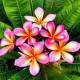 Plumeria rubra 'Roma'  - Frangipanier