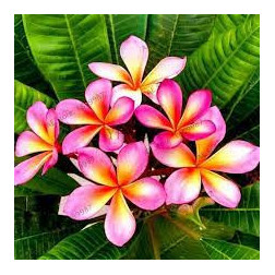 Plumeria rubra 'Roma'  - Frangipanier