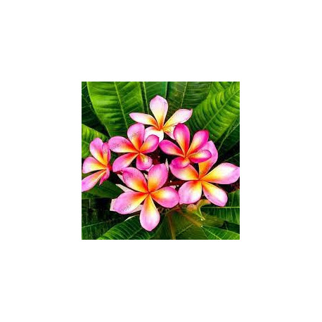 Plumeria rubra 'Roma'  - Frangipanier