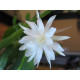 Epiphyllum pumilum