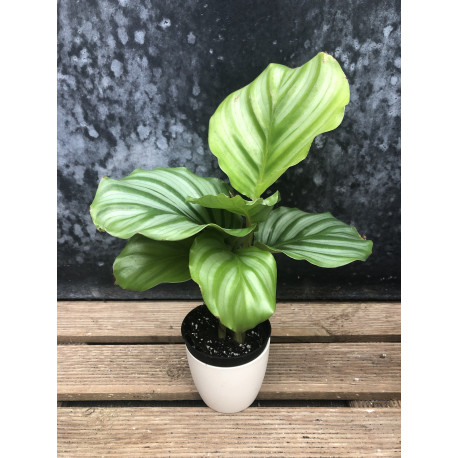 Calathea orbifolia