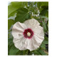 Hibiscus moscheutos