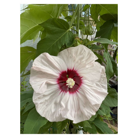 Hibiscus moscheutos