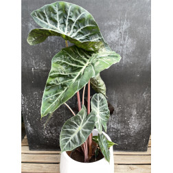 Alocasia pink dragon