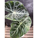 Alocasia pink dragon