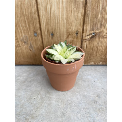 Haworthia cymbiformis variegata