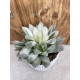 Haworthia cooperi pilifera variegata