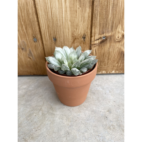 Haworthia cooperi pilifera variegata