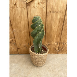 Cereus forbesii spiralis