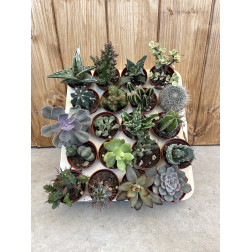 Pack 20 mini cactus
