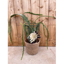 Epiphyllum carol