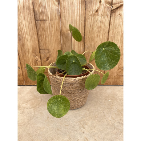 Pilea mojito