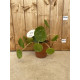 Pilea mojito