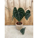 Anthurium clarinervium