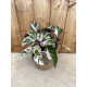 Calathea "white fusion"