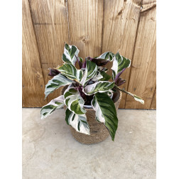 Calathea "white fusion"