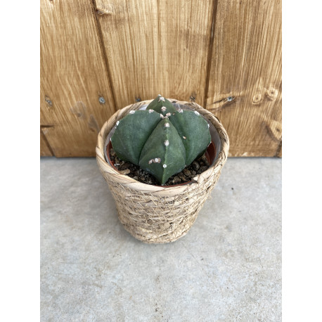 Astrophytum  myriostigma quadricostatum nudum