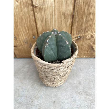 Astrophytum myriostigma nudum