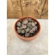 Lithops