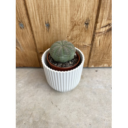 Euphorbia obesa