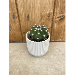 Echinopsis subdenudata