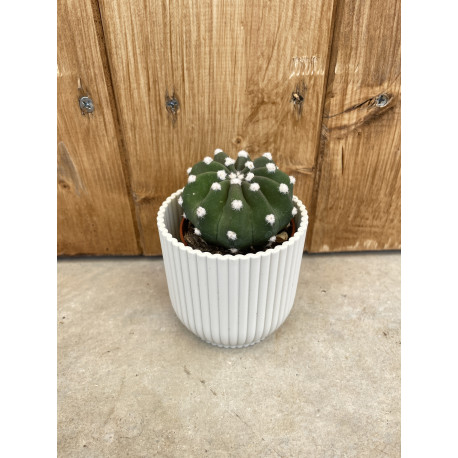 Echinopsis subdenudata