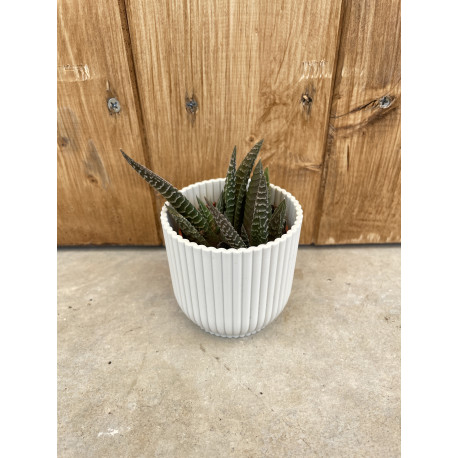 Haworthia limifolia