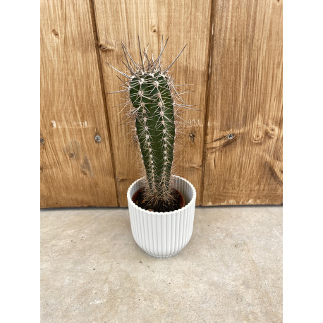 Pachycereus pringley