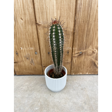 Pachycereus pecten arborigen