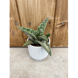 Aloe variegata