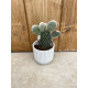 Opuntia microdasys blanche