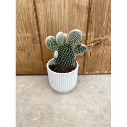 Opuntia microdasys blanche