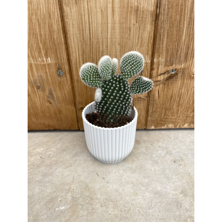 Opuntia microdasys blanche