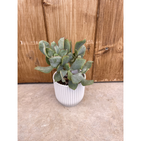 Crassula ovata blue bird