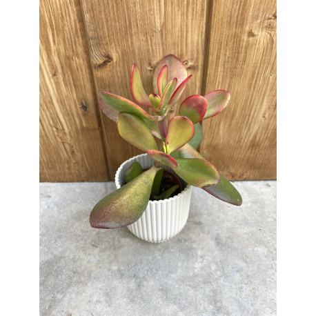 Crassula ovata hummel's sunset