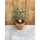 Pachypodium succulentum