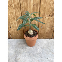 Pachypodium succulentum