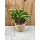 Crassula argentea hobbit