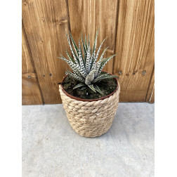 Haworthia fasciata alba