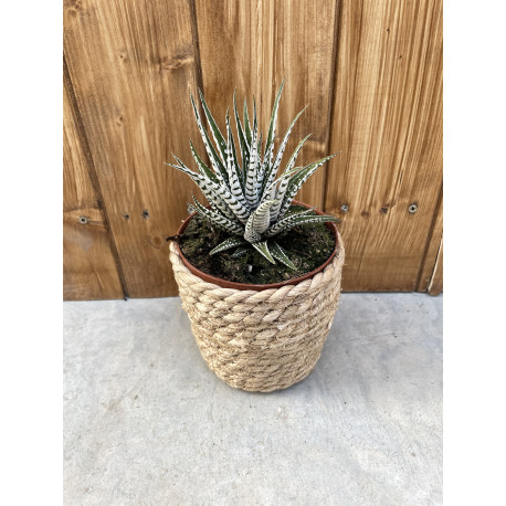 Haworthia fasciata alba